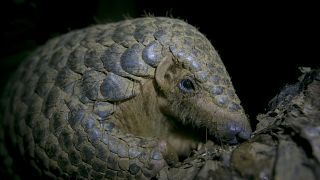 Kenyan efforts to protect pangolins from extinction