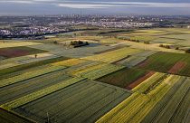 Campos de cultivo en Alemania
