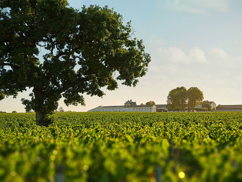 Vineyards - Château Mouton Rothschild