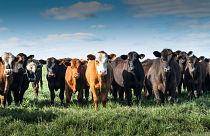 Livestock farming is the world’s biggest human-caused source of methane, a greenhouse gas about 80 times more potent than CO2 at warming the planet over a 20-year period.