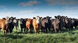 Livestock farming is the world’s biggest human-caused source of methane, a greenhouse gas about 80 times more potent than CO2 at warming the planet over a 20-year period.