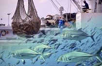 Welche Zukunft hat der Thunfischfang im Pazifik? 