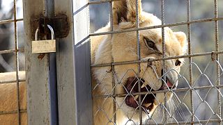 Lion kills zookeeper at Nigeria's Obafemi Awolowo University