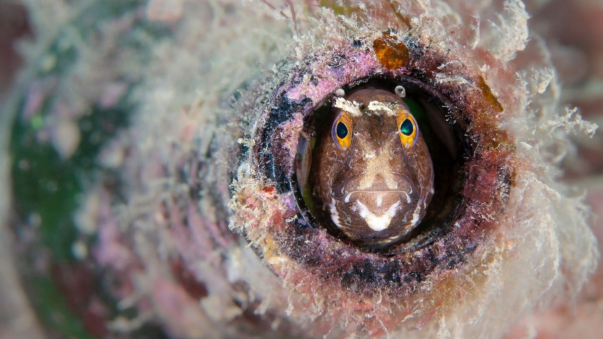 Underwater Photographer of the Year 2024: Take a dive into the stunning winning images thumbnail