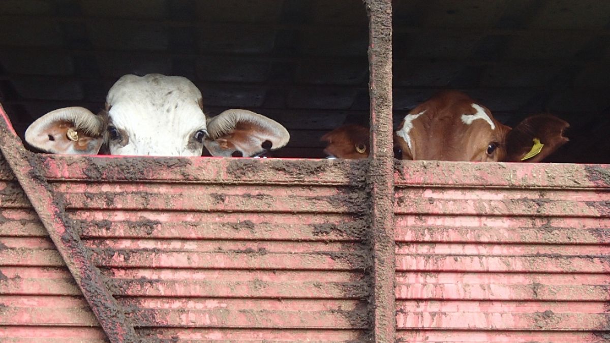 19 000 живи говеда, открити на кораб в Кейптаун: Активисти призовават за забрана