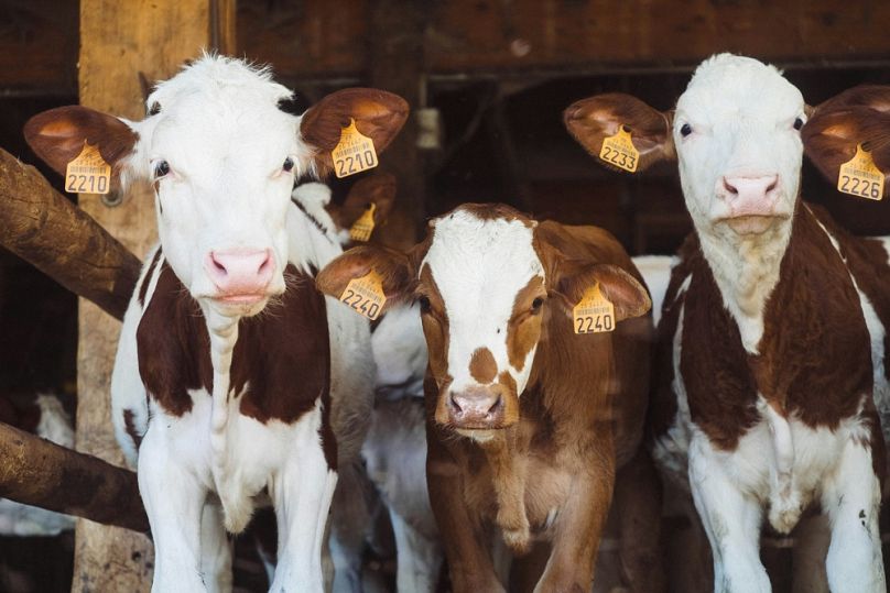There are a number of questions surrounding live exports within the EU