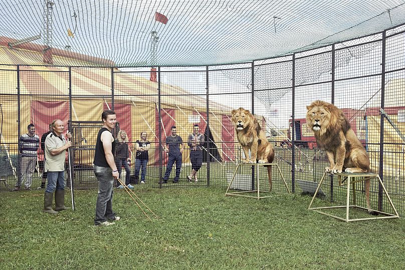 Thomas Chipperfield in a cage with two lions