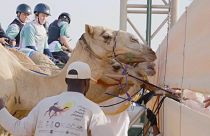 Richest Ladies Camel Race won by French jockey in Saudi