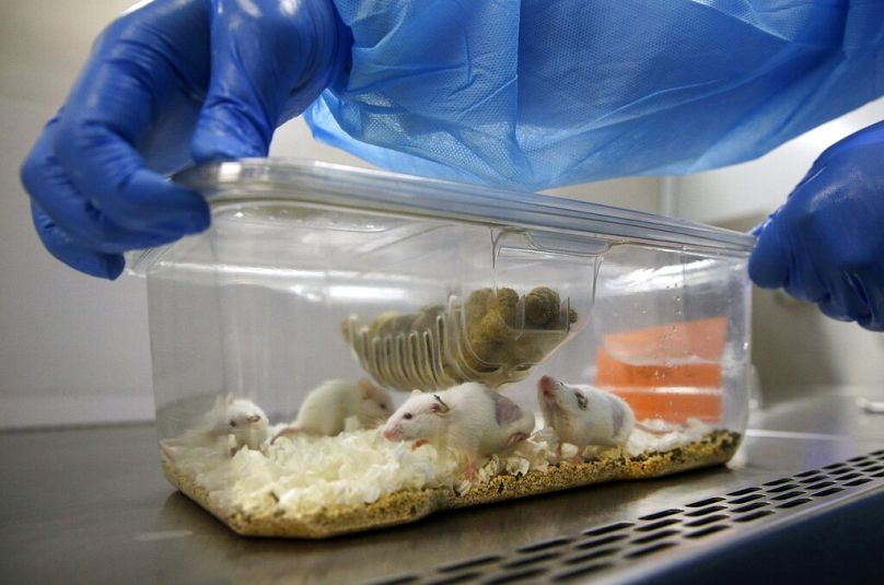 A lab technician opens a plastic cage containing mice carrying bits of a cancer patient's tumour in a lab in Baltimore, September 2014
