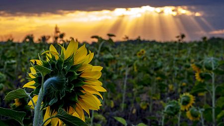 A field of sunflowers is in full blossom in Frankfurt, Germany, as the sun rises Tuesday, July 28, 2020.