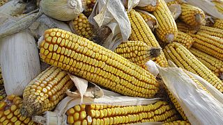 Zambia bans maize exports over dry spell