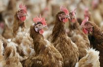 دجاج في مرعى مسيج في مزرعة عضوية، الولايات المتحدة. 