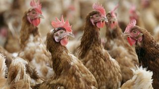 دجاج في مرعى مسيج في مزرعة عضوية، الولايات المتحدة. 