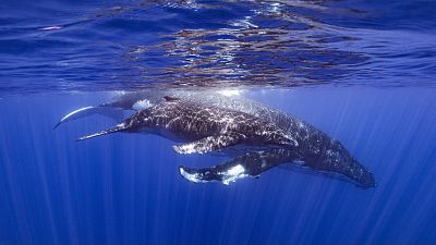 hosszúszárnyú bálna