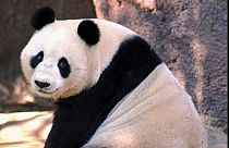 Bai Yun isimli dev panda (arşiv) 