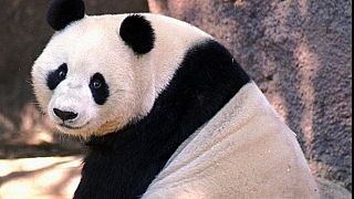 Bai Yun isimli dev panda (arşiv) 