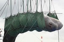 Ballena que ha muerto en el puerto de Osaka en Japón