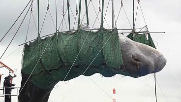 Ballena que ha muerto en el puerto de Osaka en Japón