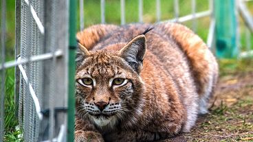 A lynx in captivity 