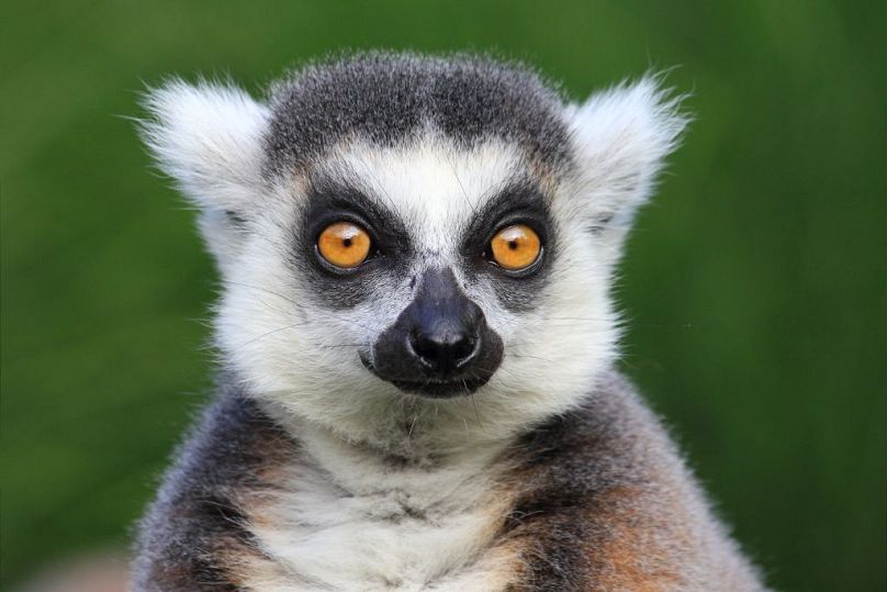 The number of lemurs owned under these licences increased from 151 in 2020 to 175 last year
