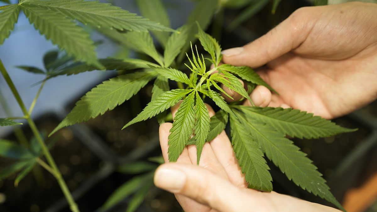 Deutschland legalisiert den Konsum von Cannabis