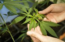Ein Mitarbeiter zeigt eine wachsende Cannabis- oder Hanfpflanze in einer Kiste im Cannabismuseum in Berlin, Deutschland.