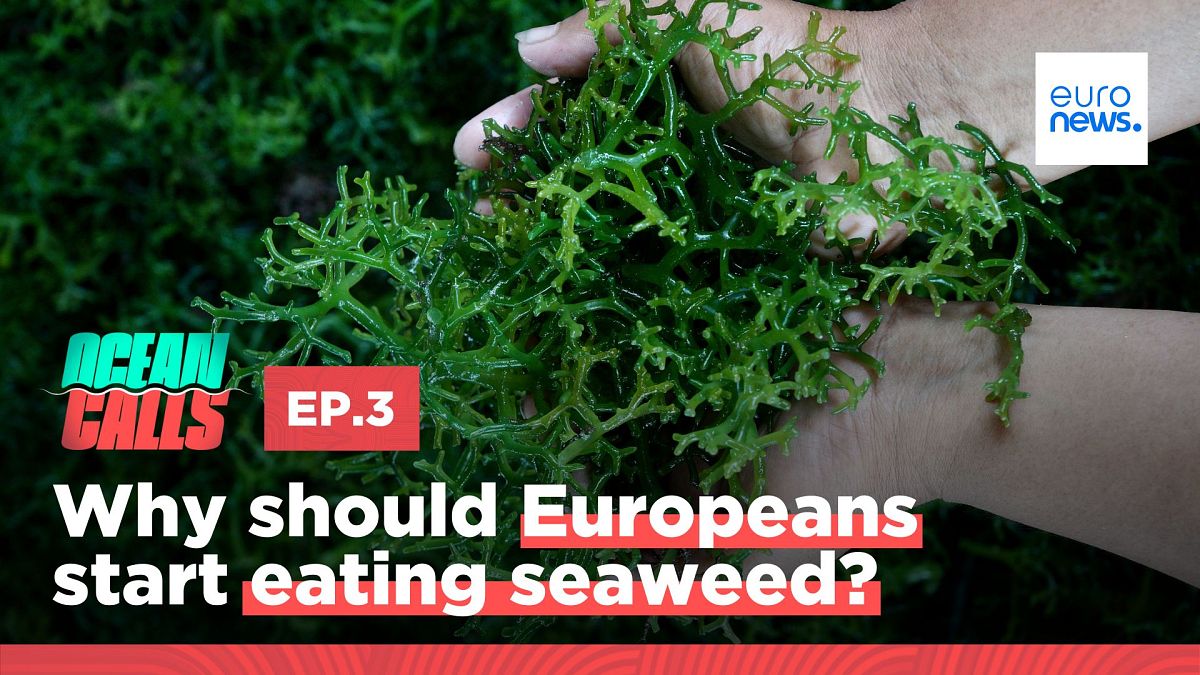 The ick-effect and lack of investment: the challenges of the European seaweed industry thumbnail