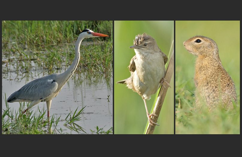 Néhány állat a Fertő-tó élővilágából: szürke gém, nádi tücsökmadár, ürge