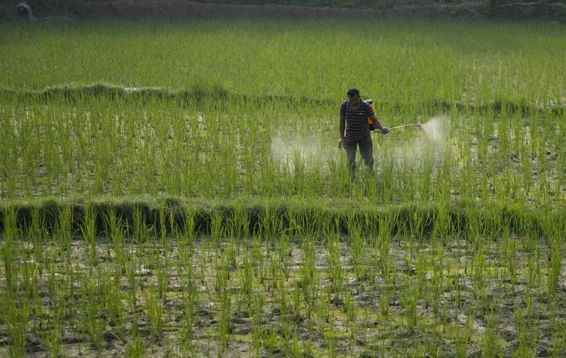 A farmer sprays pesticides at a paddy field on the outskirts of Jammu, India.
