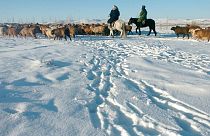 Moğolistan: Şiddetli soğuk hava nedeniyle 2 milyon 100 bin baş hayvan öldü