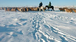Moğolistan: Şiddetli soğuk hava nedeniyle 2 milyon 100 bin baş hayvan öldü