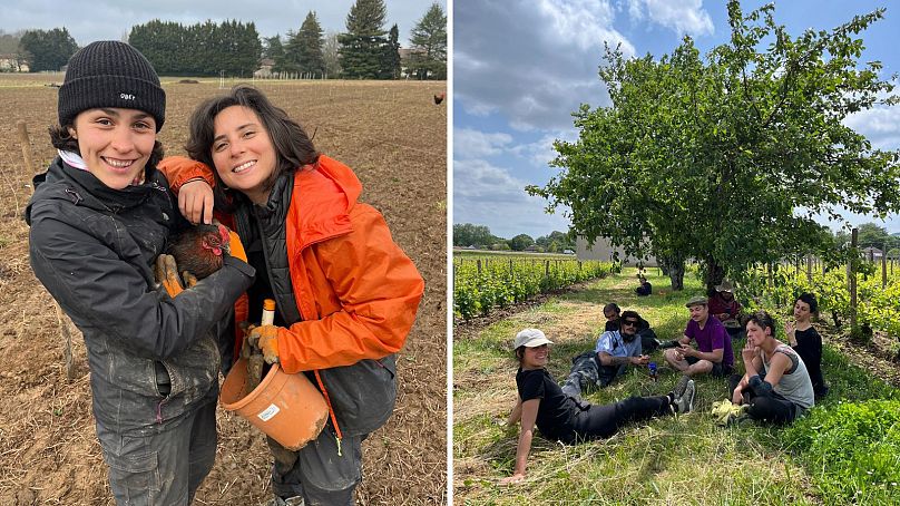 Eliza and Francesca hold a chicken and (R) relax with other volunteers on an organic farm in France, where they learnt to tend the vines without fertilisers.