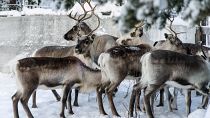 Олени в Лаппеасуандо, недалеко от Кируны (Швеция) ждут, когда их выпустят на зимнее пастбище, 30 ноября 2019 года.