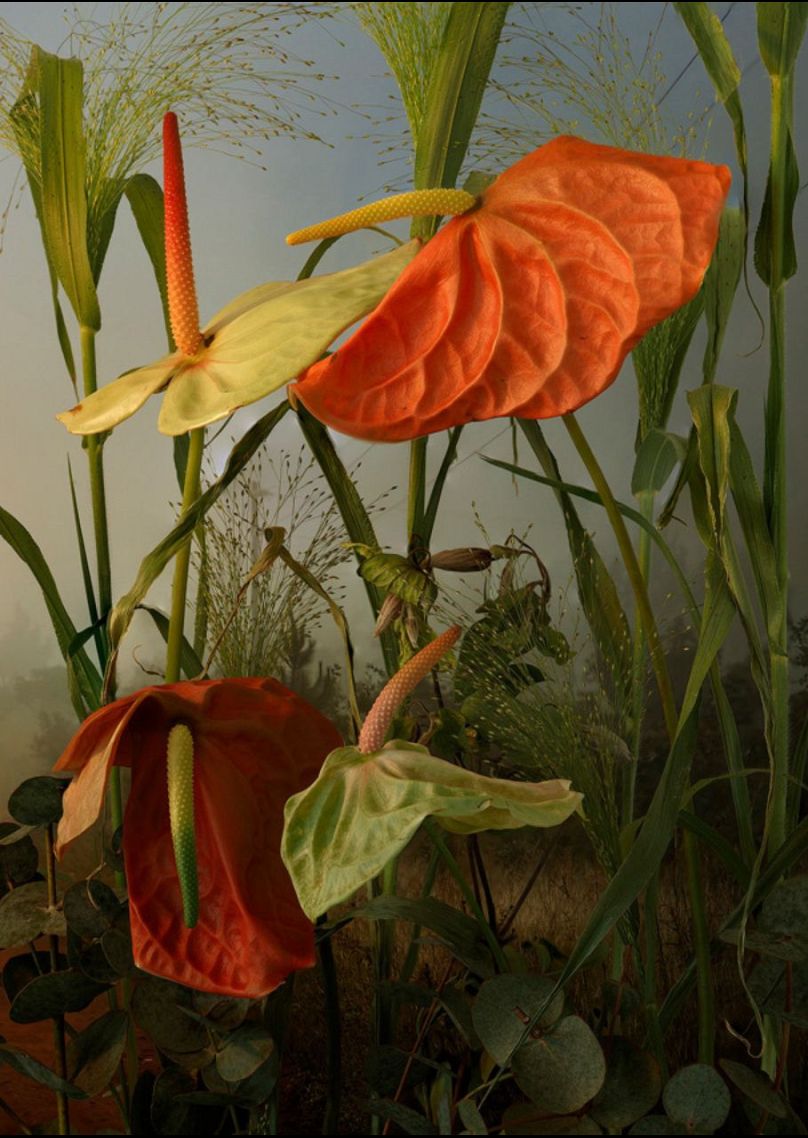 "Gilded Lilies: Portraits of Cut Flowers" de Tine Poppe
