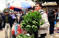أحمد فياض يبيع نبات الخبيزة