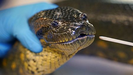 Dünyanın en büyük yılanı Amazon anakondasının yeni türü keşfedildi (arşiv)
