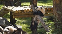 The seven-month-old female Panda bear named Chulina walks at her enclosure at the Madrid Zoo in Madrid, Spain, Wednesday, April 5, 2017