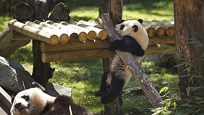 The seven-month-old female Panda bear named Chulina walks at her enclosure at the Madrid Zoo in Madrid, Spain, Wednesday, April 5, 2017