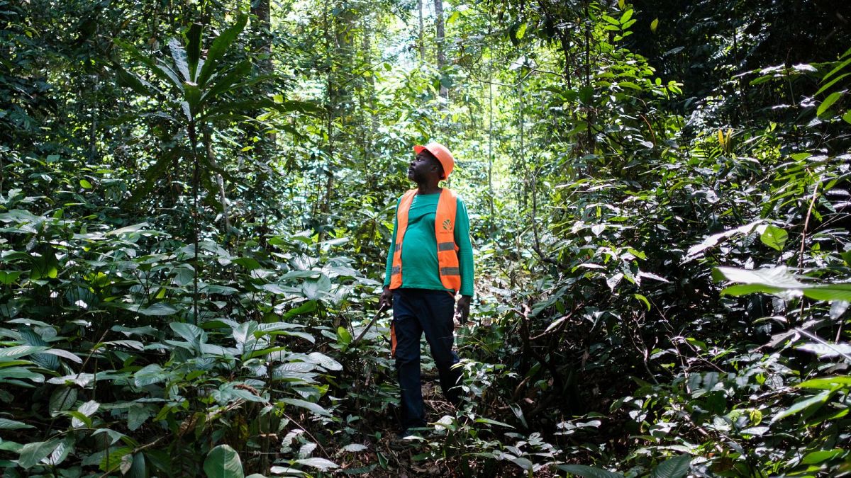 The good foresters: Inside the Gabonese rainforest supplying Amsterdam’s lock gates thumbnail