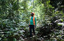 Aimé-Roger Malonda, forest operations manager surveys the trees at Precious Woods's Bambidié site in Gabon