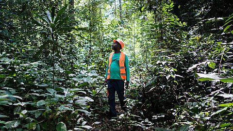 Aimé-Roger Malonda, forest operations manager surveys the trees at Precious Woods's Bambidié site in Gabon