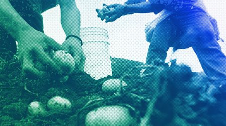 Radnici beru krumpire u Mirafloru, travanj 2008