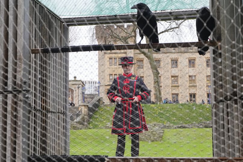 Barney Chandler, newly appointed ravenmaster looks towards some ravens at The Tower of London in London, Thursday, Feb. 29, 2024