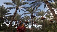 مزارع فلسطيني يحمل عنقودا من التمر