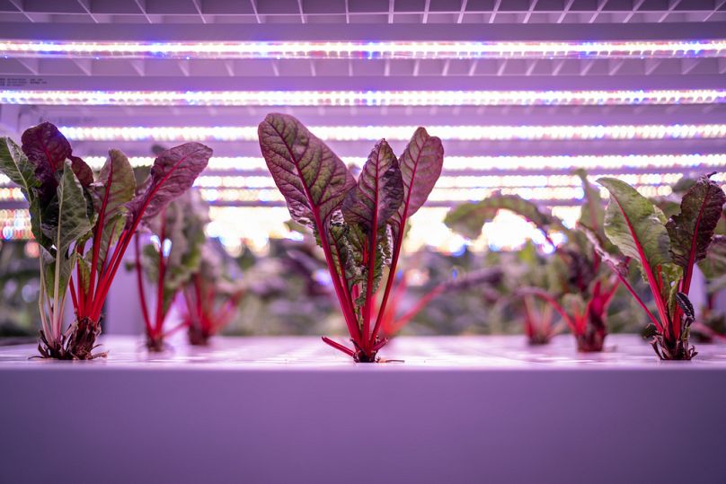 Swiss chard grows under LED lights at an indoor urban farm that grows vegetables on vertically stacked rack systems in Singapore, July 2023