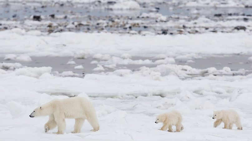 A polar bear and her two cubs walk along the shore of Hudson Bay near Churchill, Manitoba in Canada. The bears need pack ice to serve as their hunting platforms.