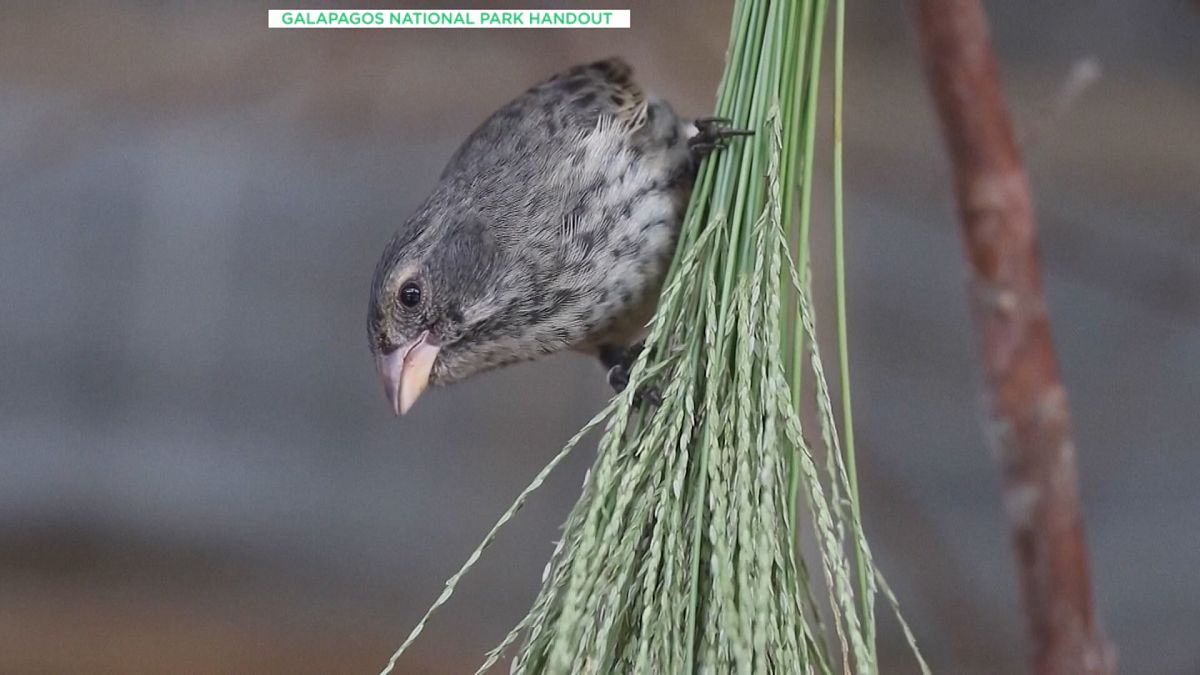 „Много специален ден“: Птици, свързани с еволюционната теория на Дарвин, отново въведени на островите Галапагос