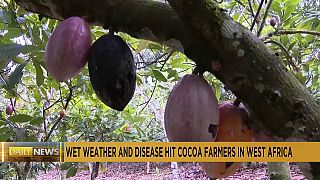 Wet weather and disease hit African cocoa farmers, push up prices