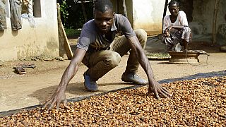 Côte d'Ivoire : humidité et maladies affectent la récolte de cacao