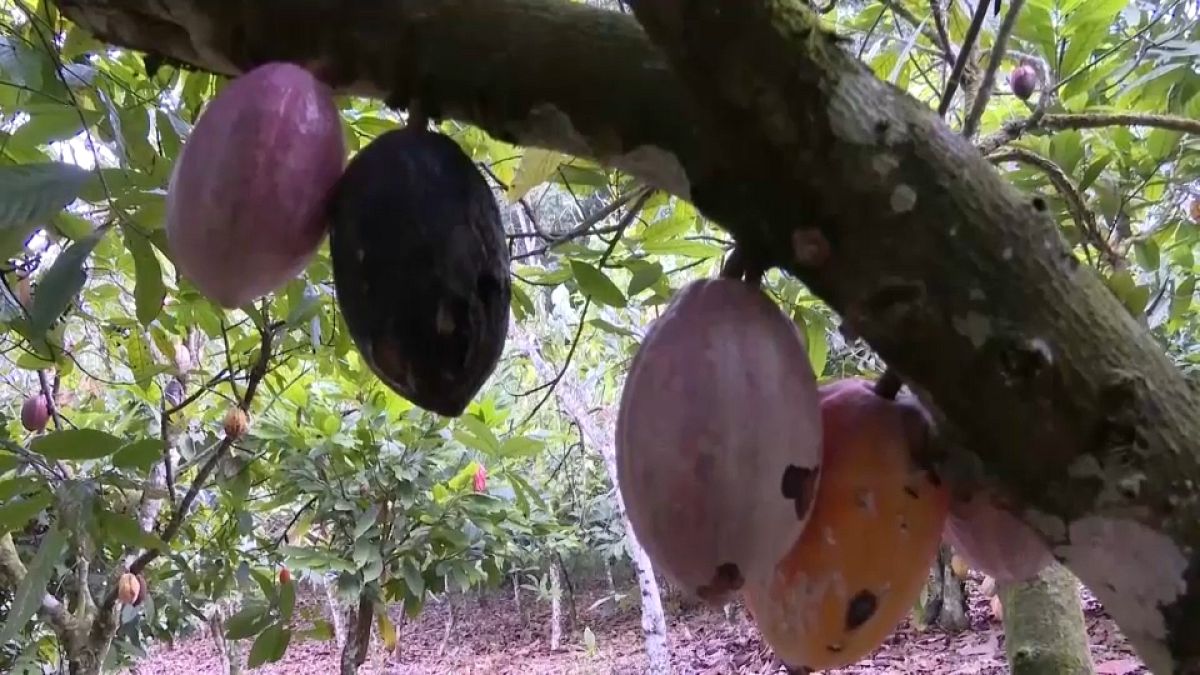 Cultivos de cacao amenazados 